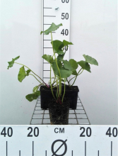 Planten Caltha palustris   pot 9x9 cm  