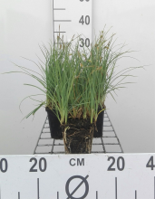 Planten Carex panicea   pot 9x9 cm