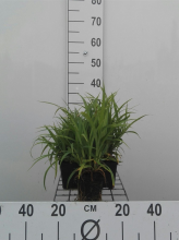 Planten Carex pendula   pot 9x9 cm  