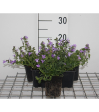 Planten Campanula portenschlagiana   pot 9x9 cm  