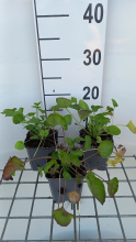 Planten Campanula pyramidalis   pot 9x9 cm  