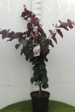 Planten Cercis canadensis 'Forest Pansy'   pot 12L   80 100 cm