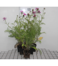 Planten Centaurea dealbata   pot 9x9 cm  