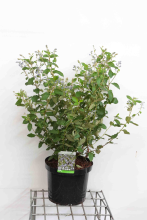 Planten Ceanothus x delilianus 'Gloire de Versailles'   pot 10L   60 80 cm