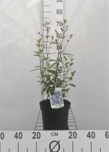 Planten Ceanothus x delilianus 'Henri Défossé'   pot   40 50 cm