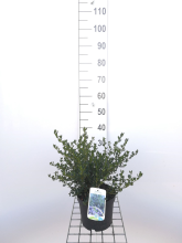 Planten Ceanothus impressus 'Victoria'   pot   25 30 cm