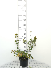 Planten Chaenomeles x superba 'Pink Lady'   pot   30 40 cm  