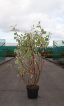 Planten Cornus alba 'Elegantissima'   pot 10L   80 100 cm