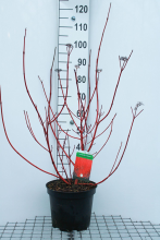 Planten Cornus alba 'Sibirica'   pot 10L   80 100 cm