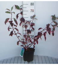 Planten Cornus alba 'Sibirica Variegata'   pot   50 60 cm