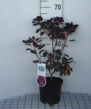 Planten Cotinus coggygria 'Royal Purple'   pot   40 60 cm