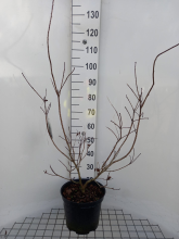 Planten Cotinus coggygria 'Royal Purple'   pot 10L   60 80 cm