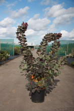 Planten Cotinus coggygria 'Royal Purple'   pot 12L   100 125 cm