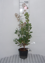 Planten Cotinus coggygria 'Young Lady'   pot   40 60 cm