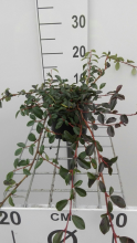 Planten Cotoneaster dammeri   pot 1,3L   20 30 cm  