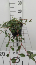 Planten Cotoneaster dammeri 'Major'   pot 1,3L   20 30 cm  