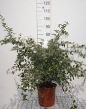 Planten Cotoneaster franchetii   pot 10L   80 100 cm  