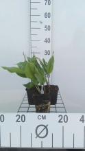 Planten Convallaria majalis   pot 9x9 cm  