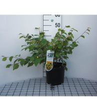 Planten Corylopsis pauciflora   pot   30 40 cm