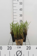 Planten Coreopsis rosea 'American Dream'   pot 9x9 cm  