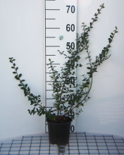 Planten Cotoneaster x suecicus 'Coral Beauty'   pot 1,3L   30 40 cm