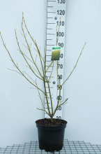 Planten Cornus sericea 'Flaviramea'   pot 10L   80 100 cm