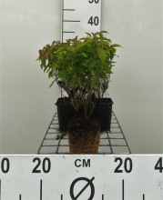 Planten Cornus sericea 'Kelseyi'   pot 9x9 cm