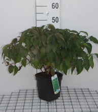 Planten Cornus sericea 'Kelseyi'   pot   30 40 cm
