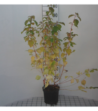 Planten Cornus sanguinea 'Midwinter Fire'   pot   40 50 cm