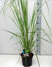Planten Cortaderia selloana 'Rosea'   pot 3L  