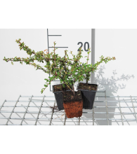 Planten Cotoneaster x suecicus 'Skogholm'   pot 9x9 cm   20 25 cm
