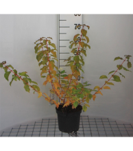 Planten Cornus sanguinea 'Winter Beauty'   pot   40 60 cm