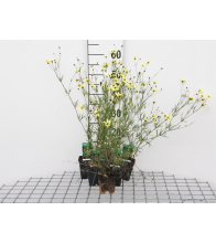 Planten Coreopsis verticillata 'Moonbeam'   pot 9x9 cm  