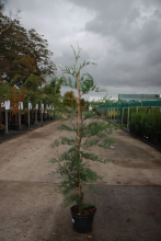 Planten x Cupressocyparis leylandii   pot   100 125 cm  