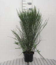 Planten Cytisus 'Apricot Gem'   pot   40 60 cm