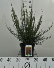 Planten Cytisus 'Burkwoodii'   pot   40 60 cm