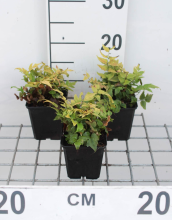 Planten Cyrtomium fortunei   pot 9x9 cm