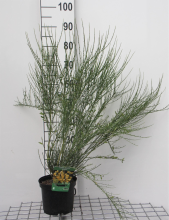 Planten Cytisus x praecox 'Allgold'   pot   40 60 cm  