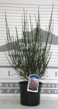 Planten Cytisus 'Roter Favorit'   pot   40 60 cm  