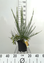 Planten Cytisus scoparius 'Vanesse'   pot   40 60 cm