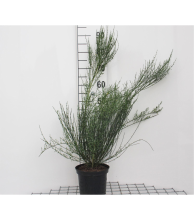 Planten Cytisus 'Zeelandia'   pot   40 60 cm  