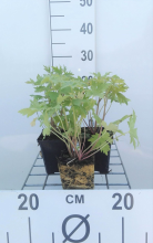 Planten Delphinium 'Astolat'   pot 9x9 cm  