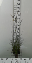 Planten Deschampsia cespitosa 'Goldschleier'   pot 9x9 cm