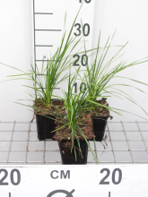 Planten Deschampsia cespitosa 'Goldtau'   pot 9x9 cm  
