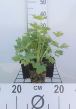 Planten Delphinium 'Galahad'   pot 9x9 cm  