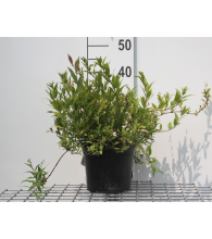 Planten Deutzia gracilis 'Nikko'   pot   25 30 cm  
