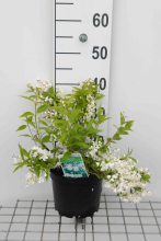 Planten Deutzia gracilis   pot   30 40 cm