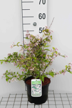 Planten Deutzia purpurascens 'Kalmiiflora'   pot   40 60 cm