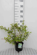 Planten Deutzia x rosea 'Campanulata'   pot   40 60 cm  