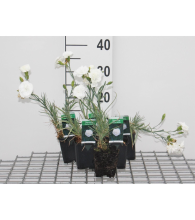 Planten Dianthus 'Haytor White'   pot 9x9 cm